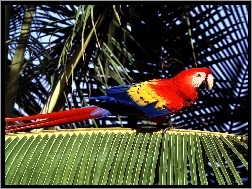 palma, czerwona, ara, Papuga, ptak